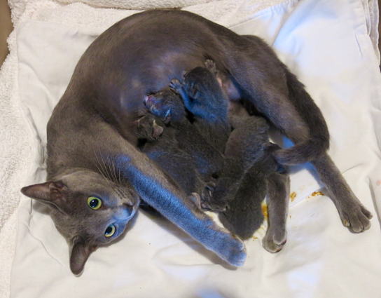 Blossom with newborn kittens